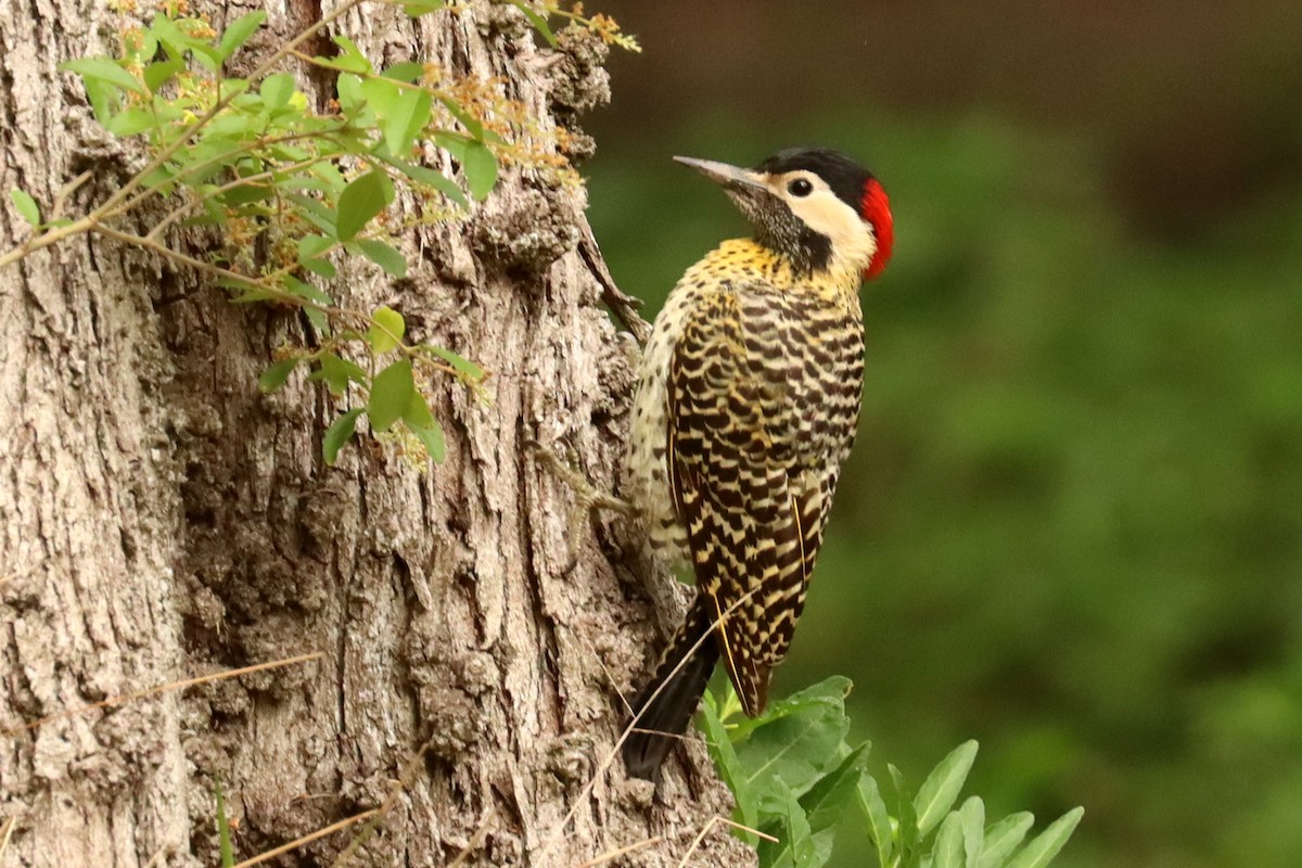 Green-barred Woodpecker - ML645820984