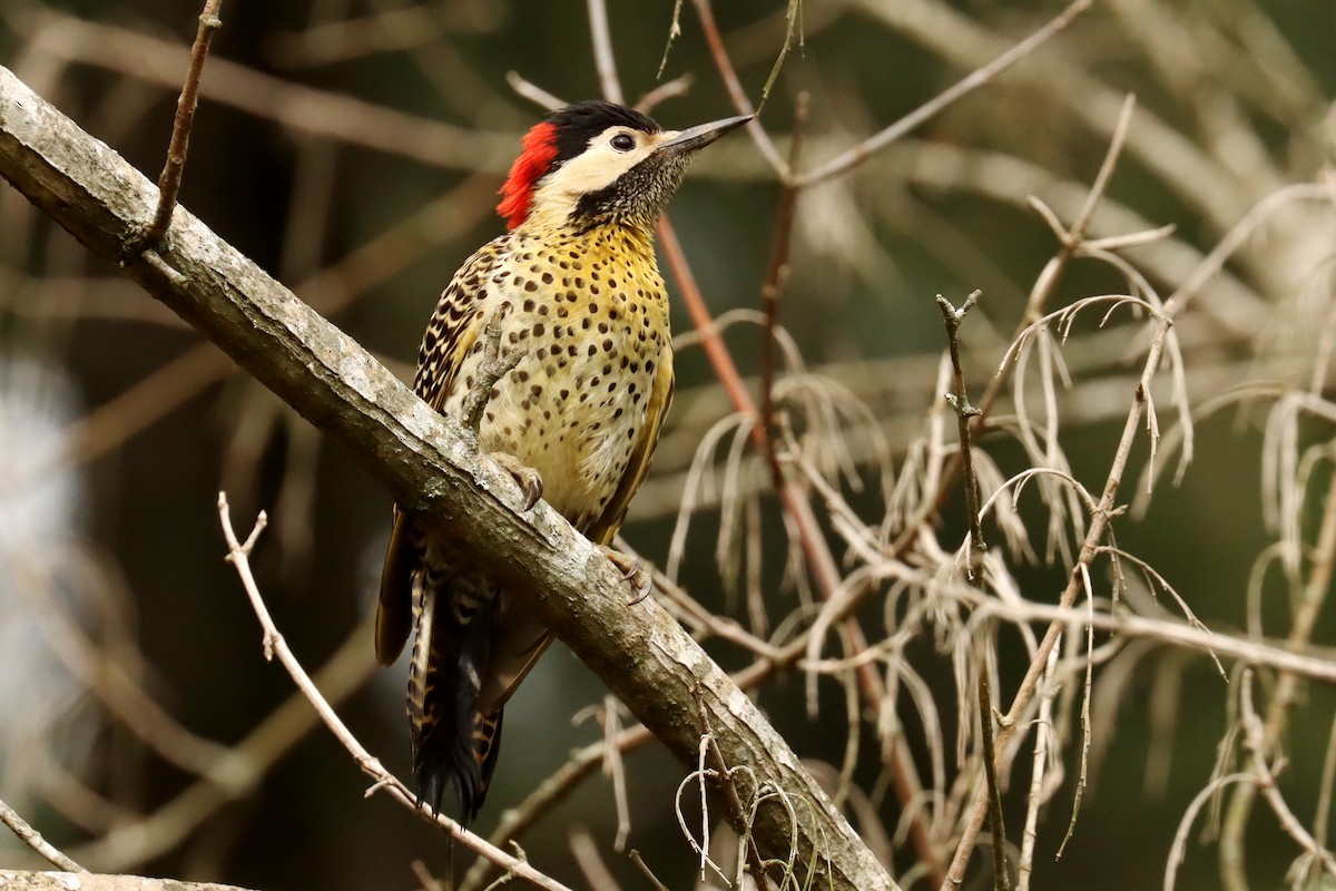 Green-barred Woodpecker - ML645820985