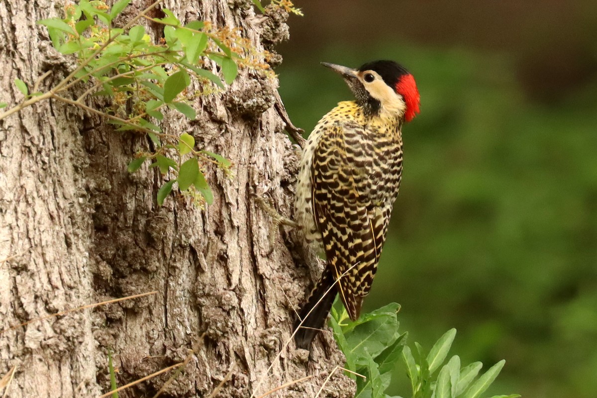 Green-barred Woodpecker - ML645820987