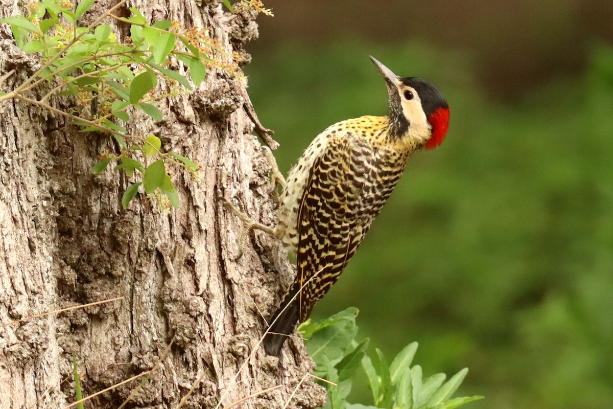 Green-barred Woodpecker - ML645820988