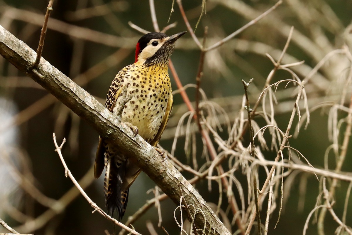 Green-barred Woodpecker - ML645820989