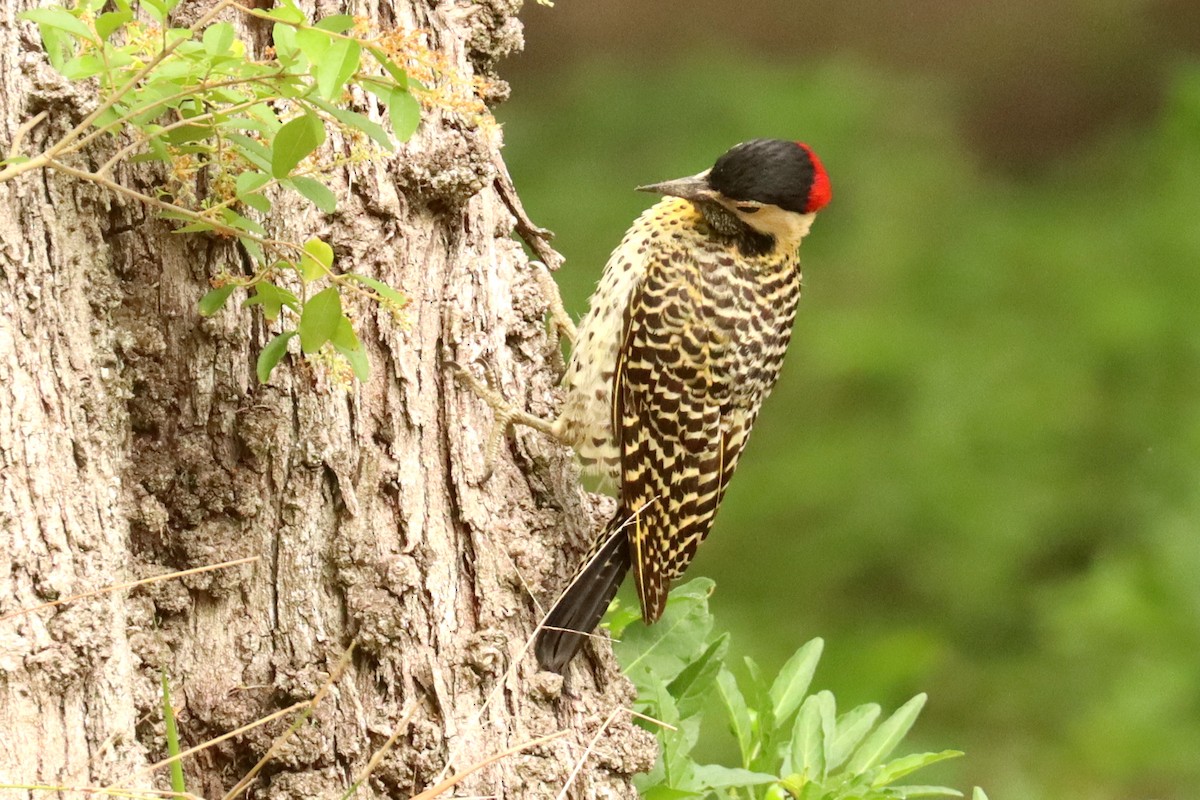 Green-barred Woodpecker - ML645820990