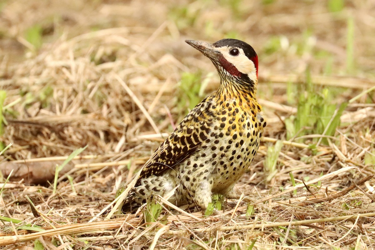 Green-barred Woodpecker - ML645820991