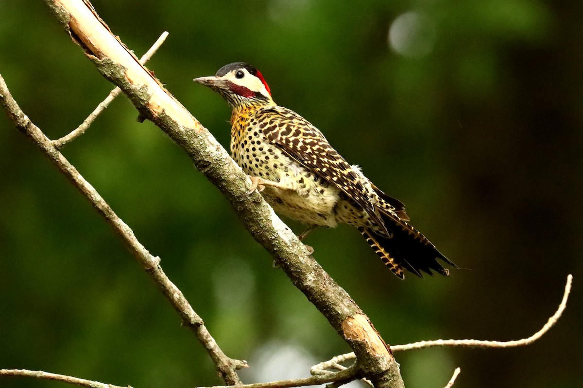 Green-barred Woodpecker - ML645820992