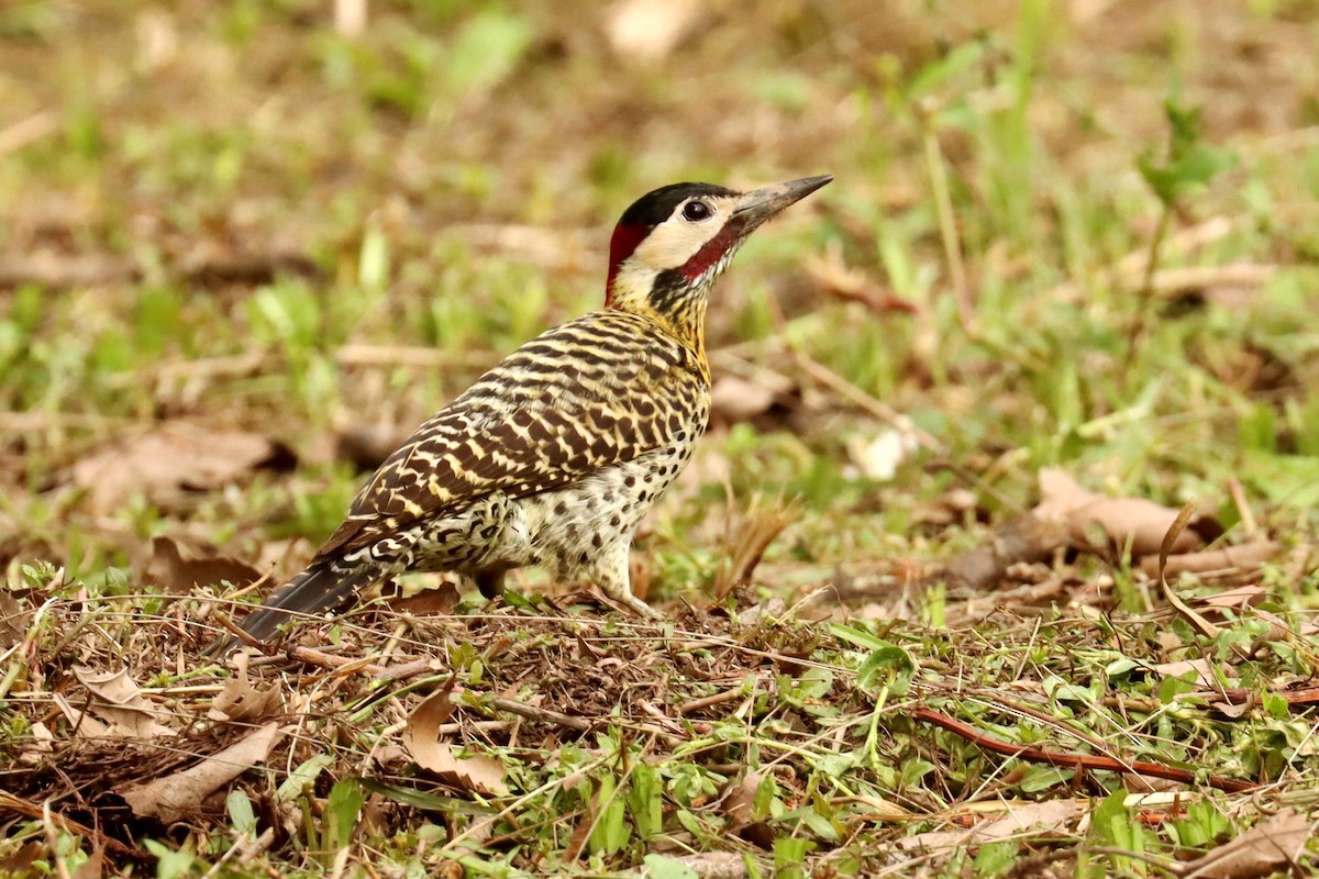 Green-barred Woodpecker - ML645820993