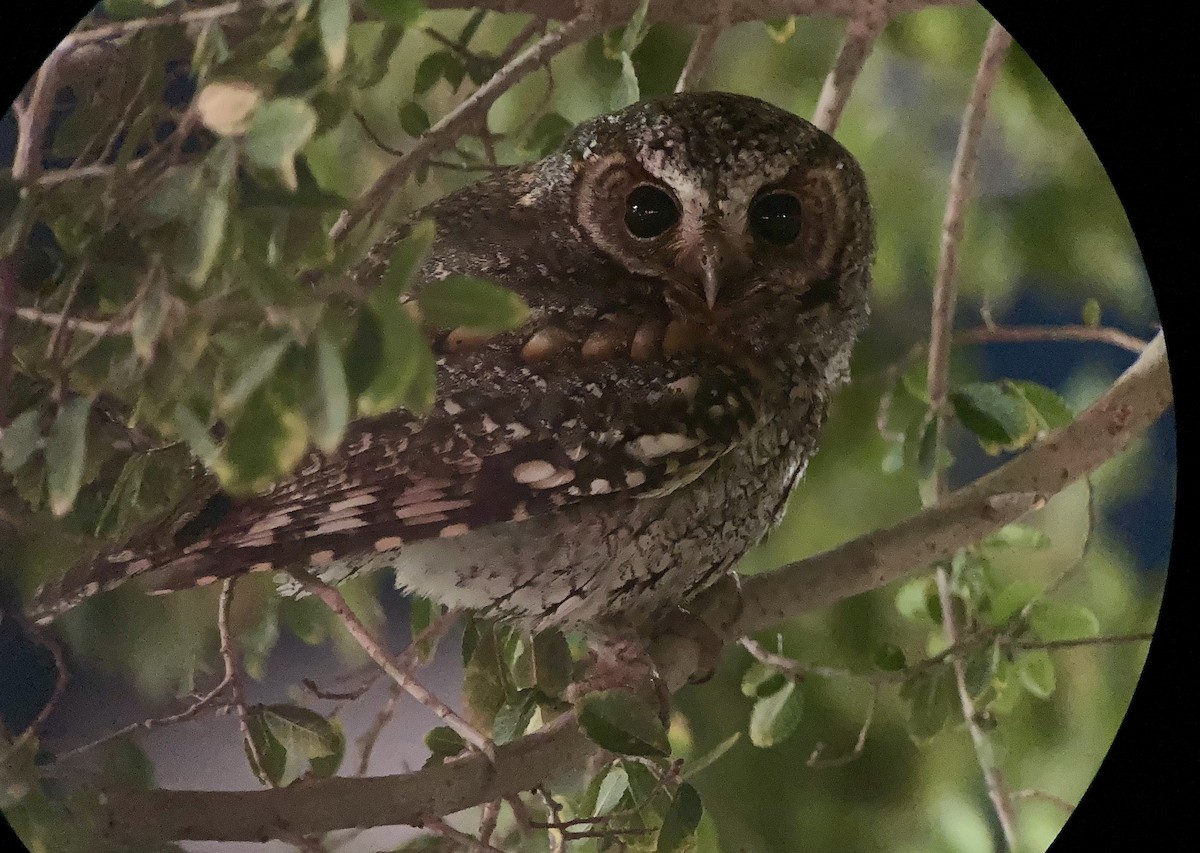 flammeugle - ML645820994