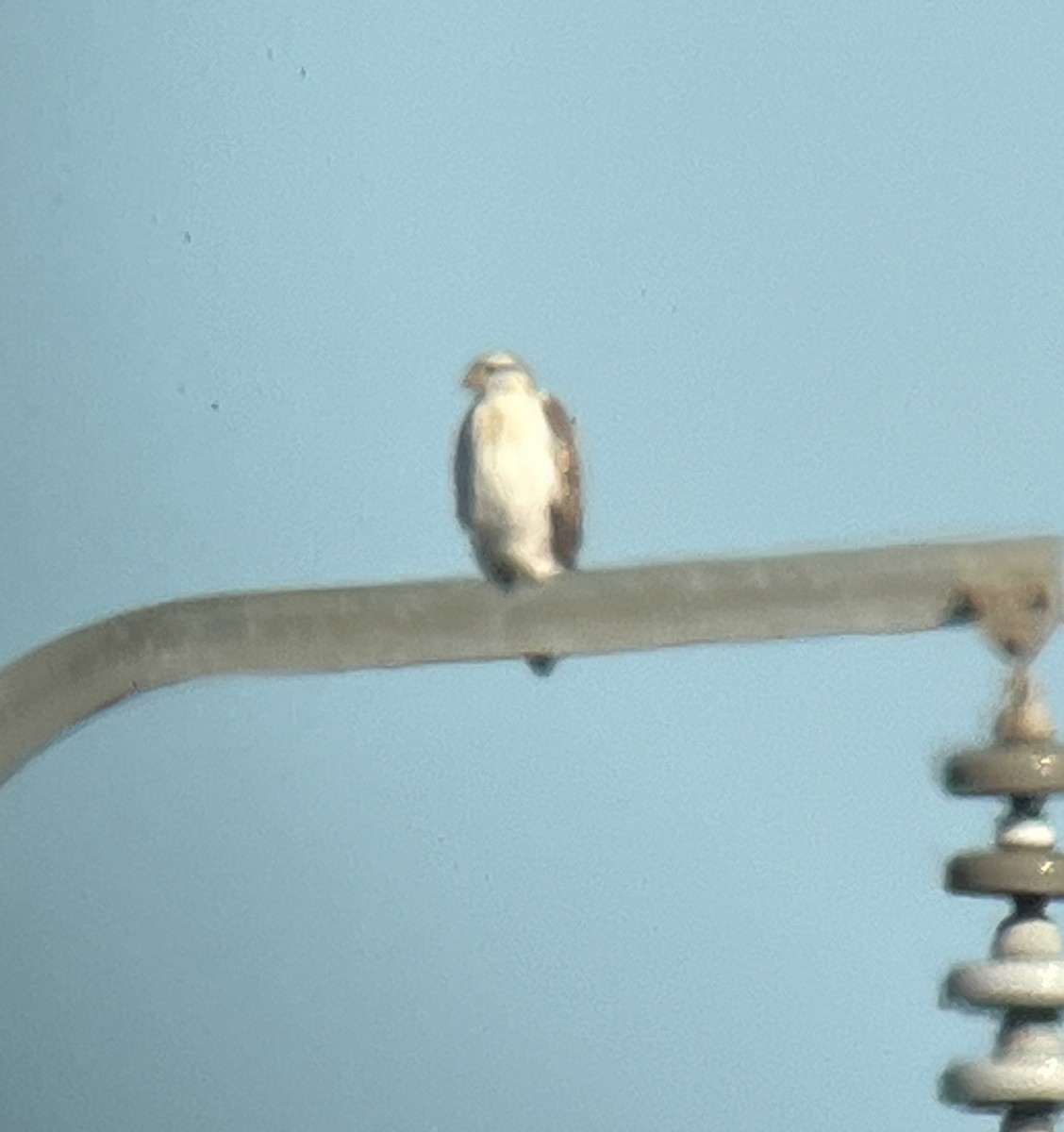 kongevåk - ML645820995