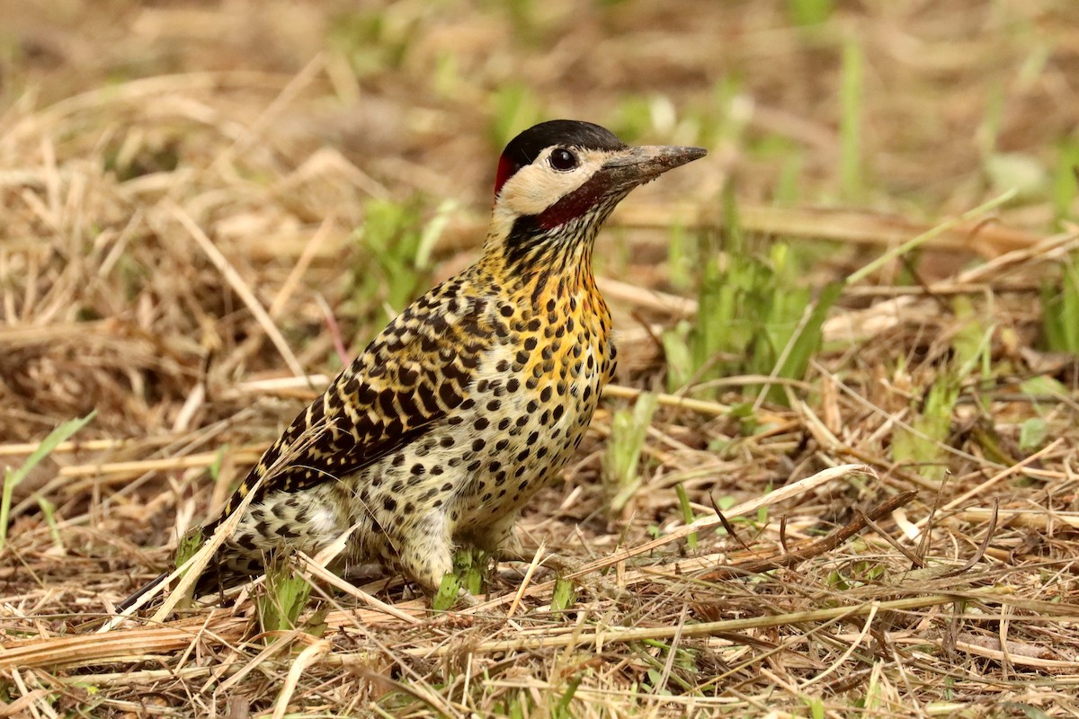 Green-barred Woodpecker - ML645820996