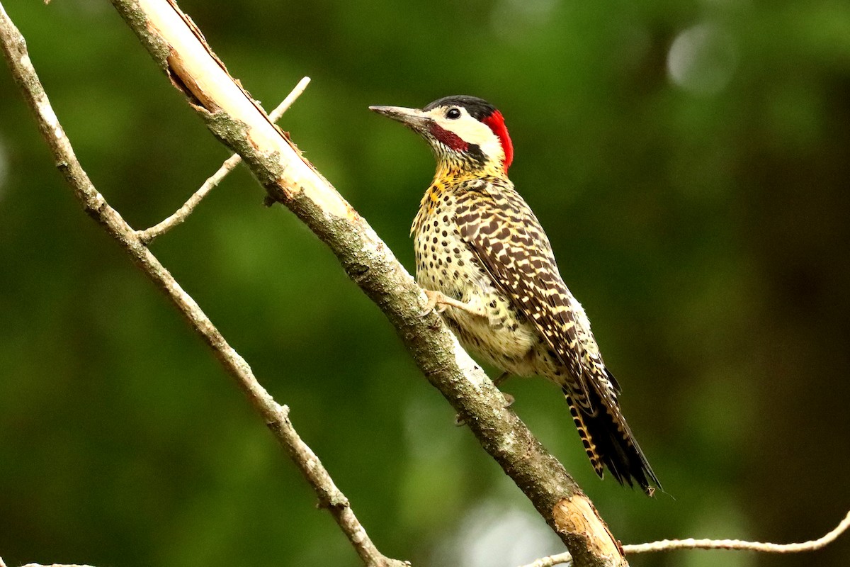 Green-barred Woodpecker - ML645820997