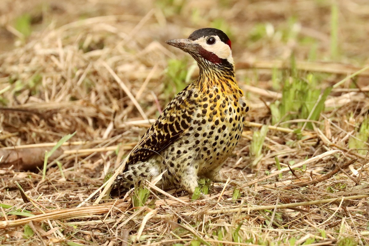 Green-barred Woodpecker - ML645820998