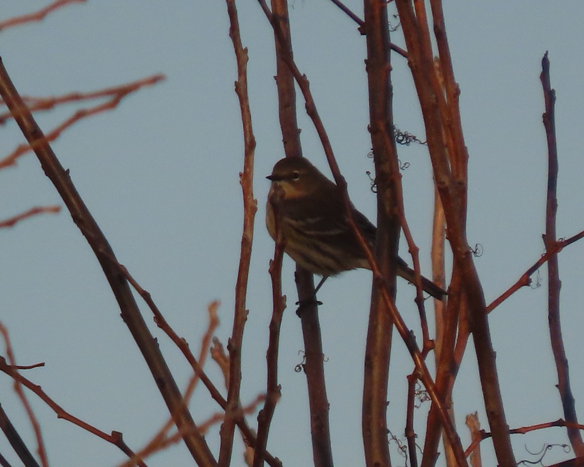 キヅタアメリカムシクイ（coronata） - ML645821004