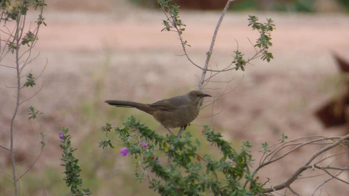 Curve-billed Thrasher - ML645821008