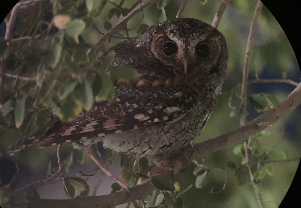 flammeugle - ML645821009