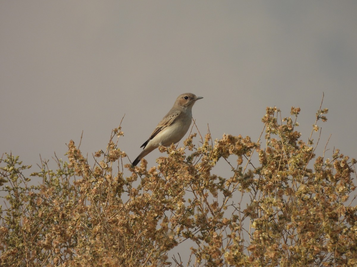 Finsch's Wheatear - ML645821013