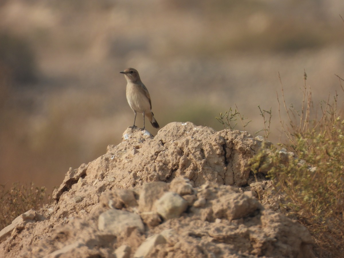 Finsch's Wheatear - ML645821014