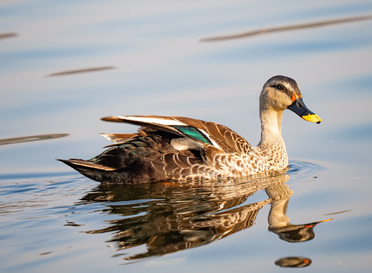 Indian Spot-billed Duck - ML645821015