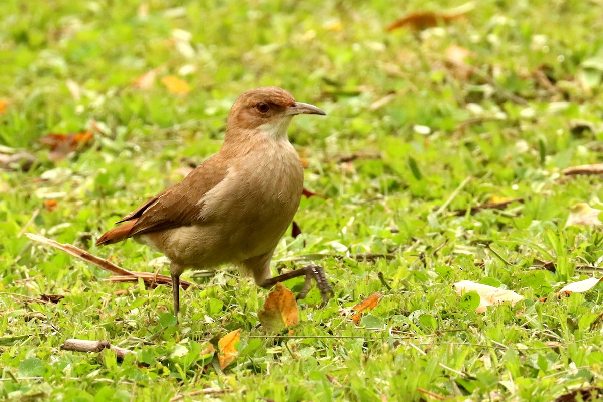 Rufous Hornero - ML645821016