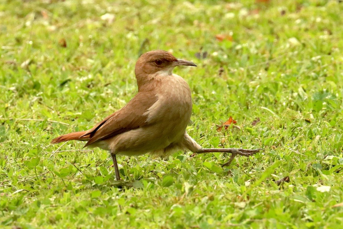 Rufous Hornero - ML645821017