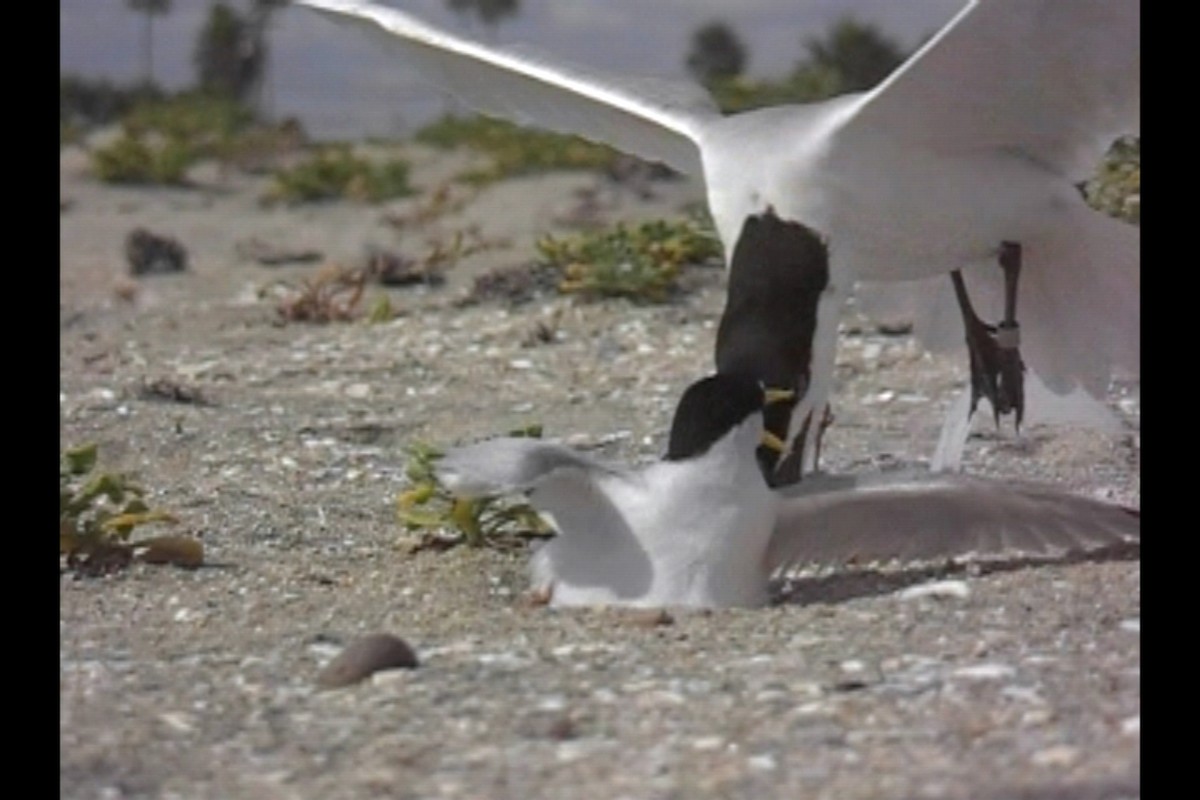Least Tern - ML645821018