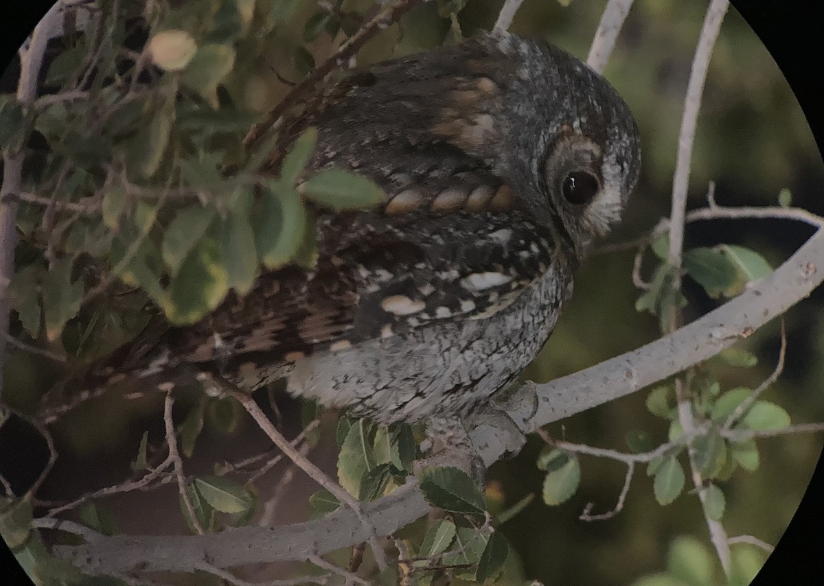 flammeugle - ML645821019