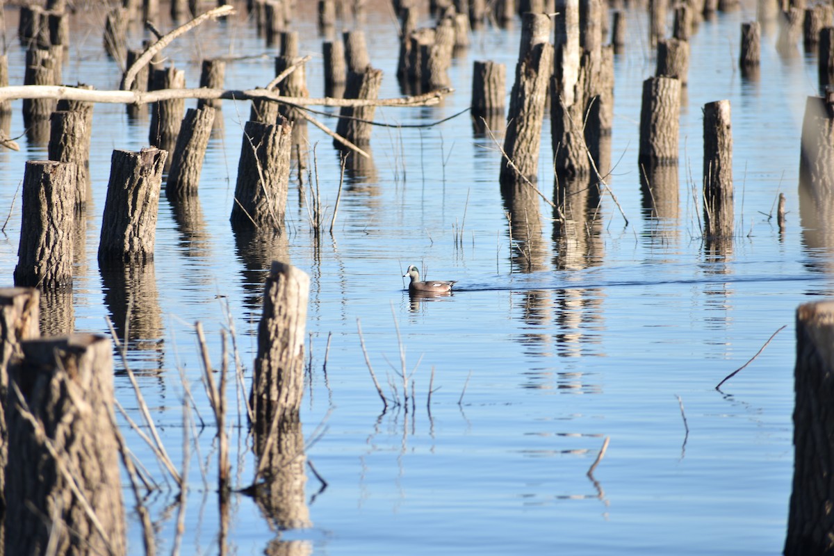 American Wigeon - ML645821023