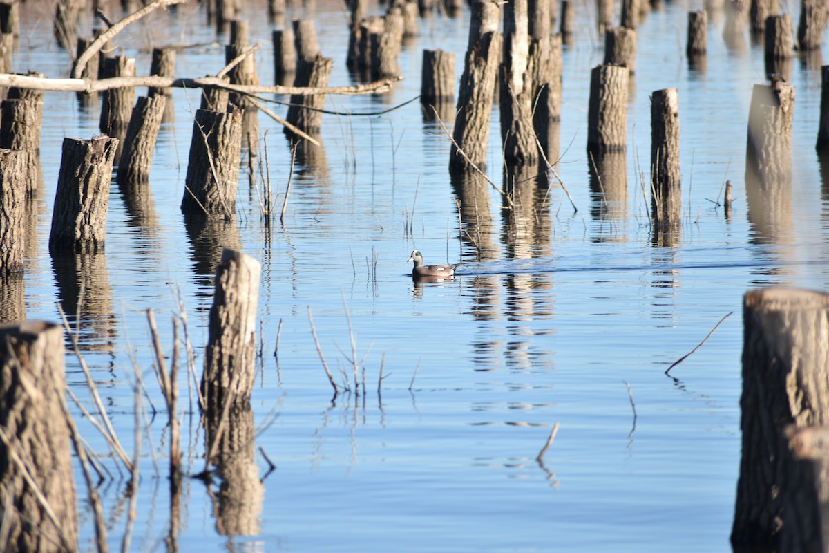American Wigeon - ML645821024