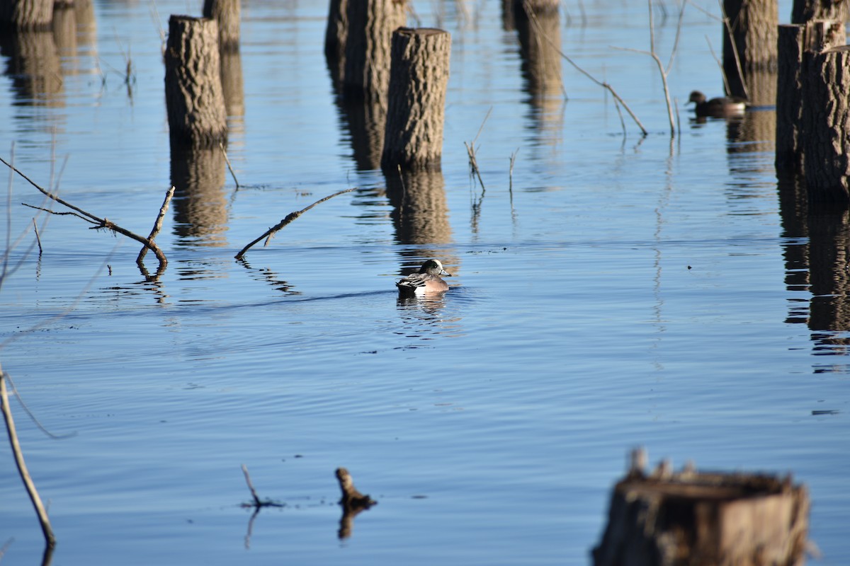 American Wigeon - ML645821025