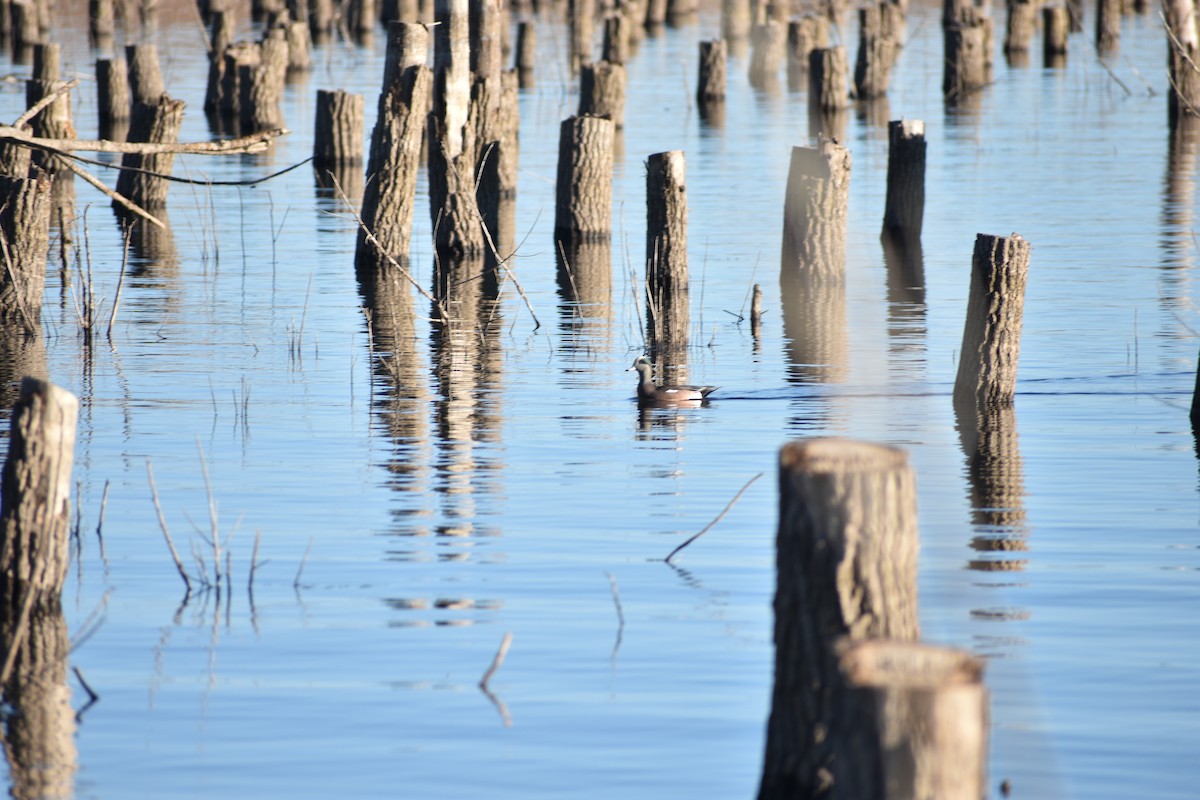 American Wigeon - ML645821026