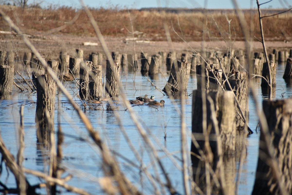 American Wigeon - ML645821027