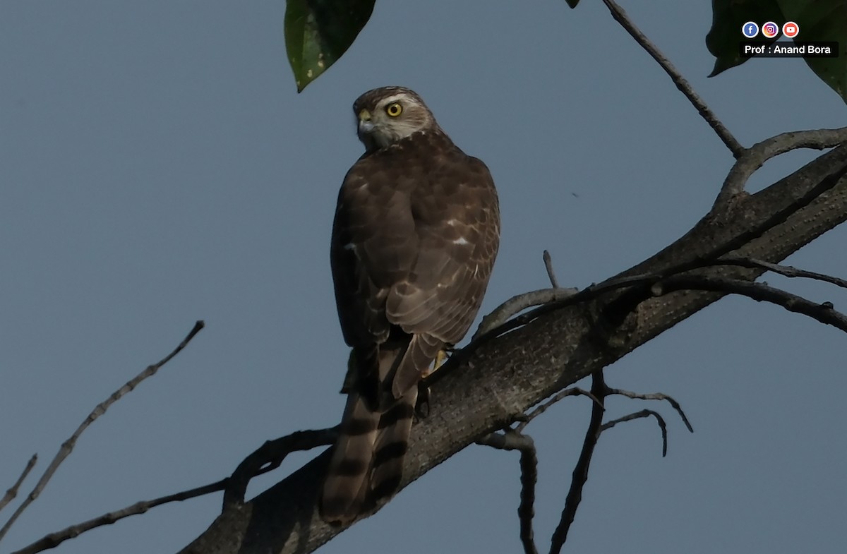 Shikra - ML645821029