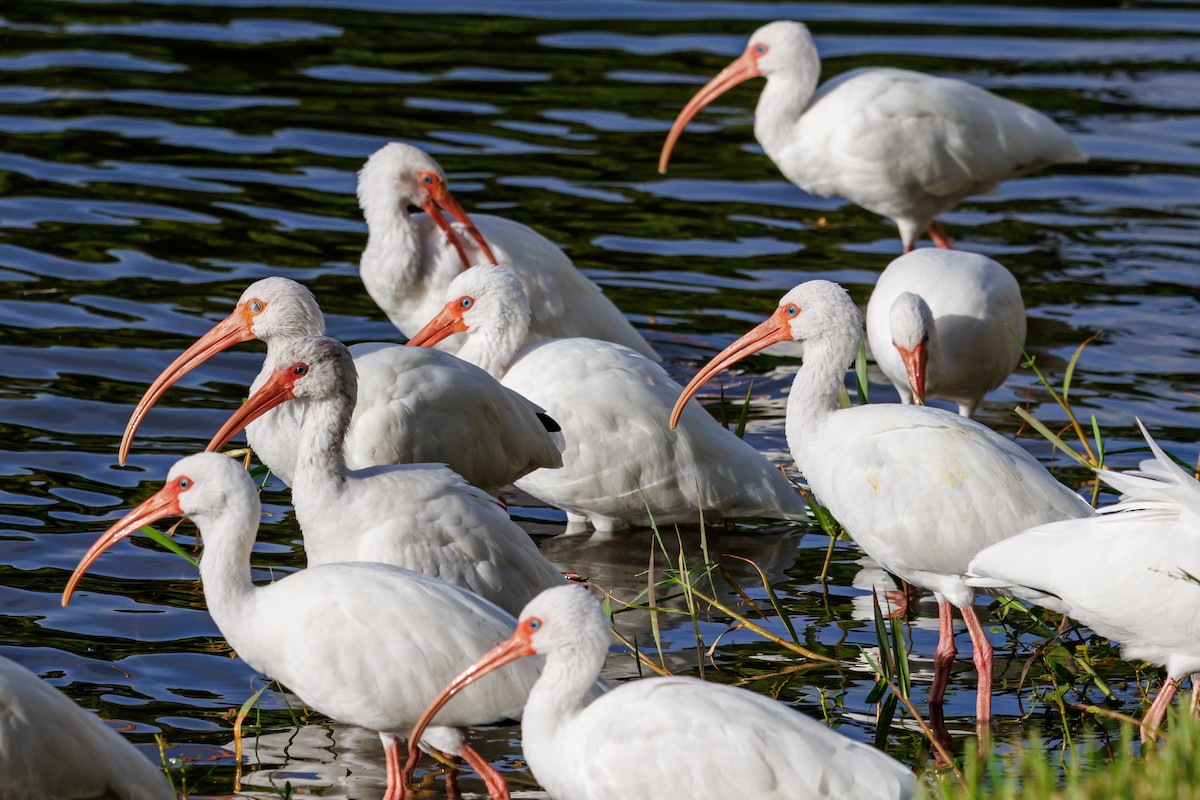 White Ibis - ML645821030
