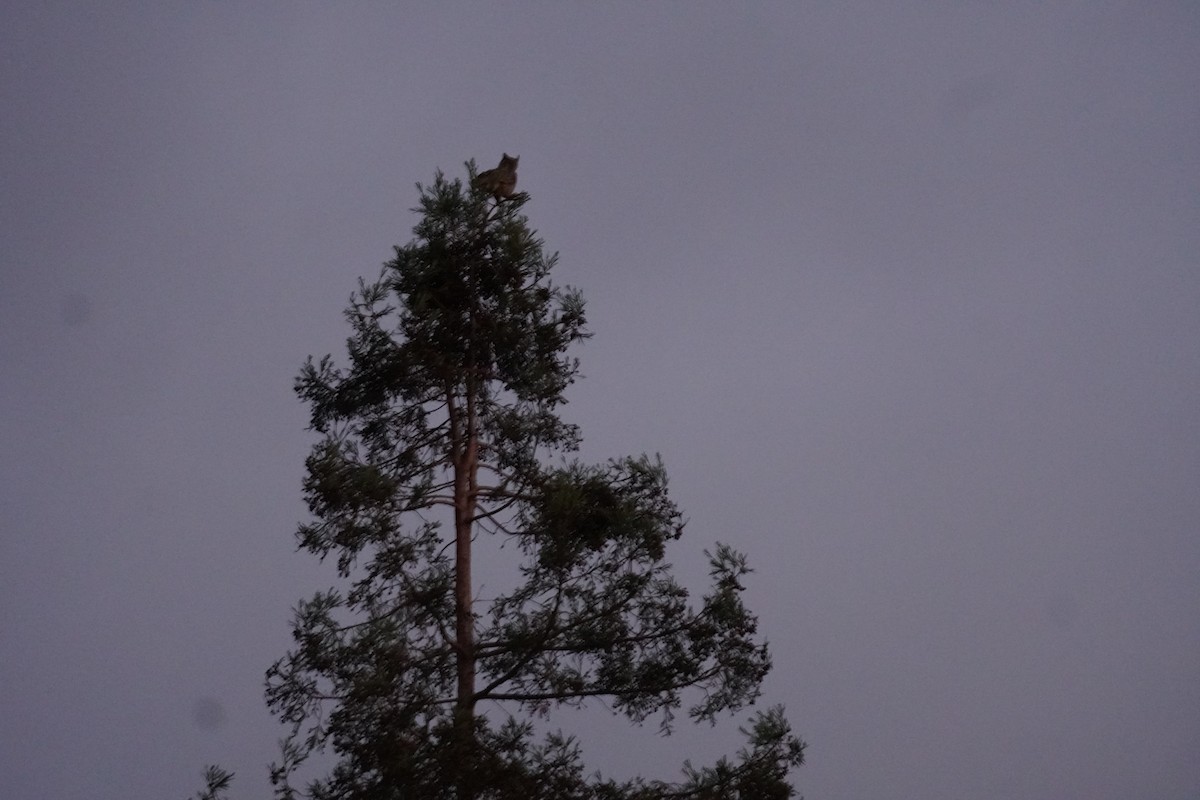 Great Horned Owl - ML645821031