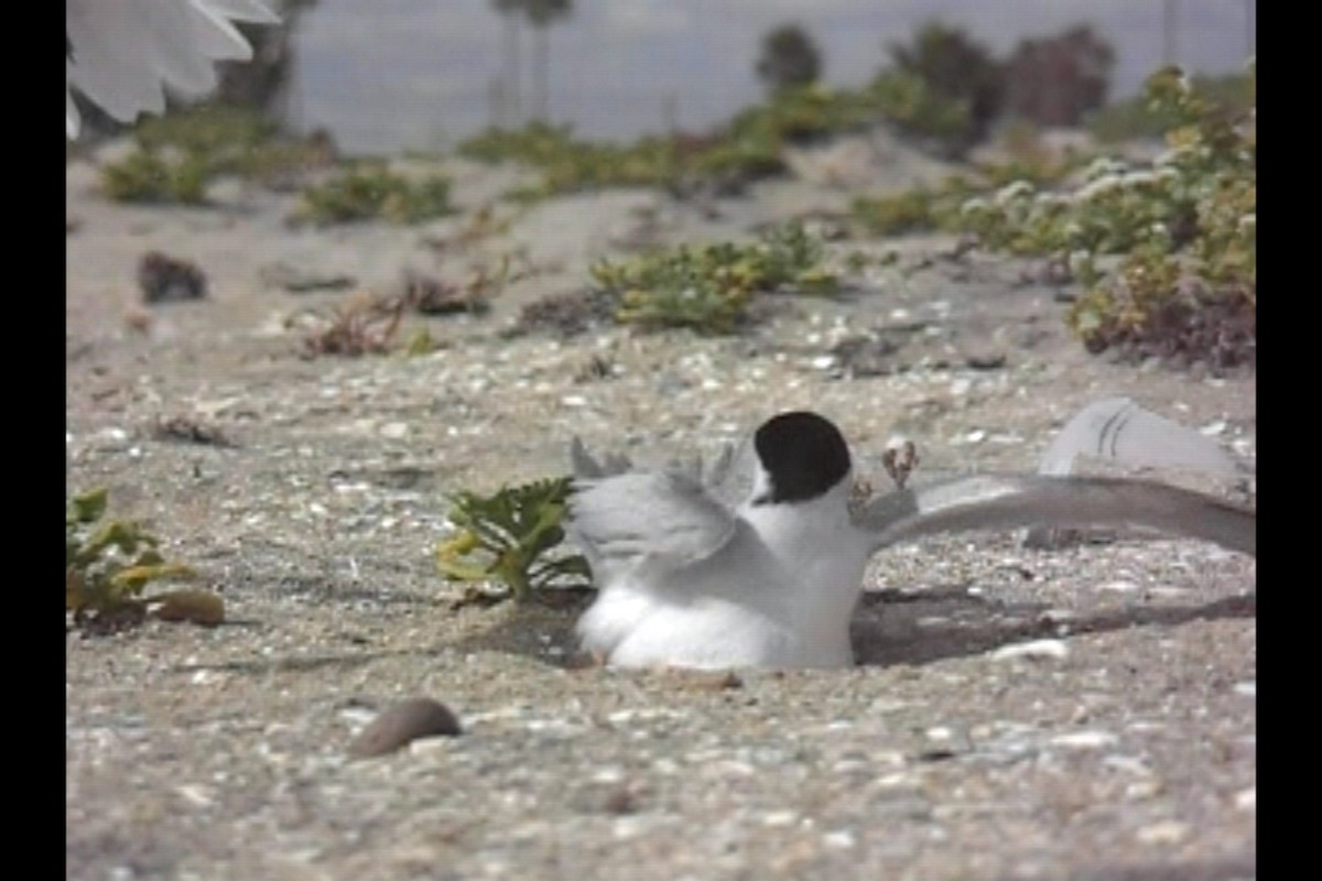 Least Tern - ML645821032