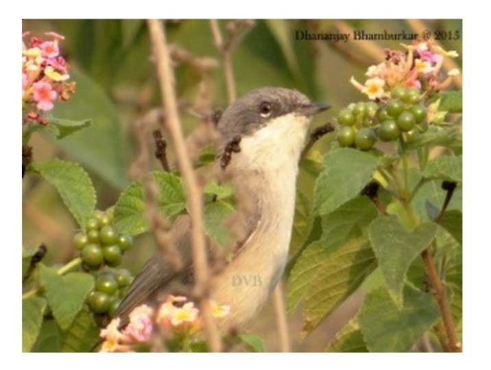 Eastern Orphean Warbler - ML645821033