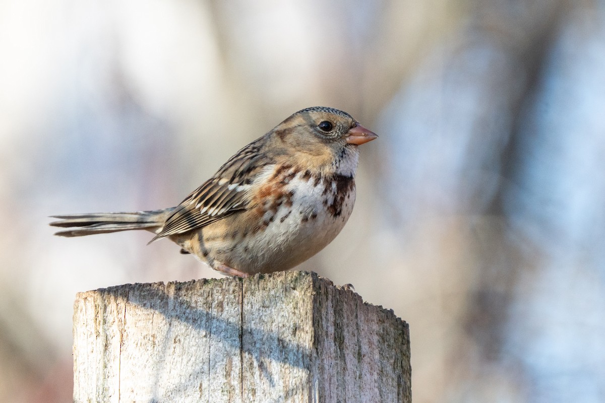 Harris's Sparrow - ML645821034