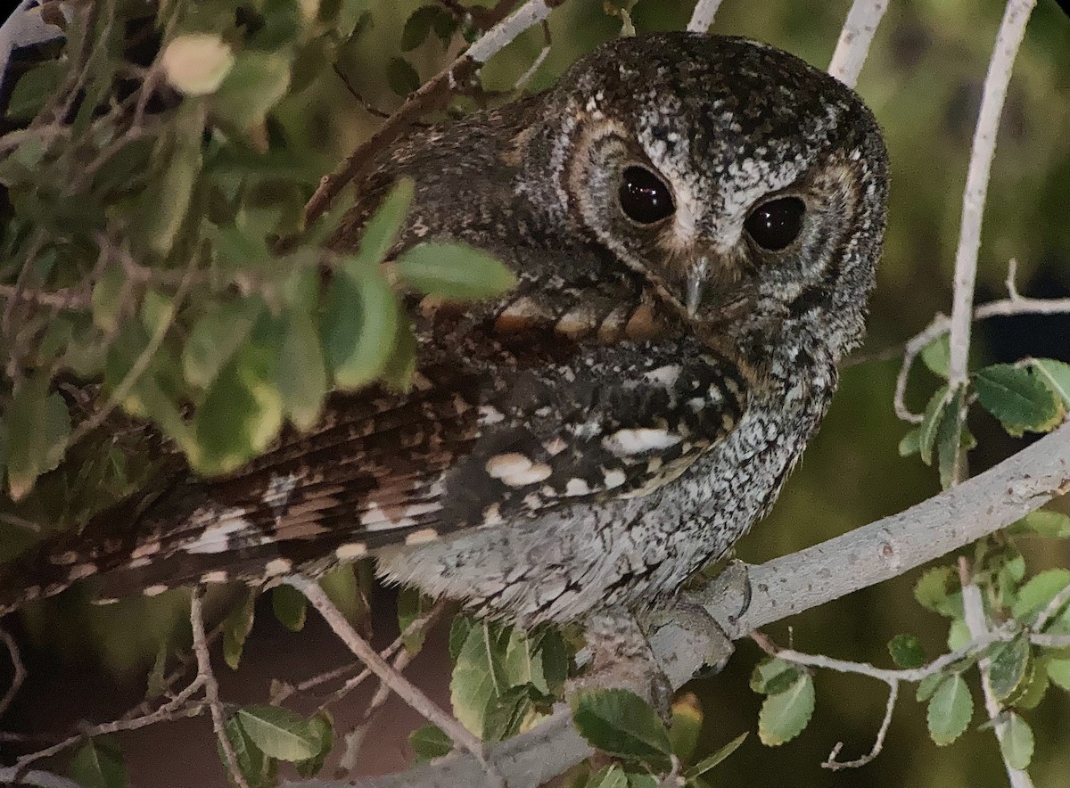 flammeugle - ML645821035