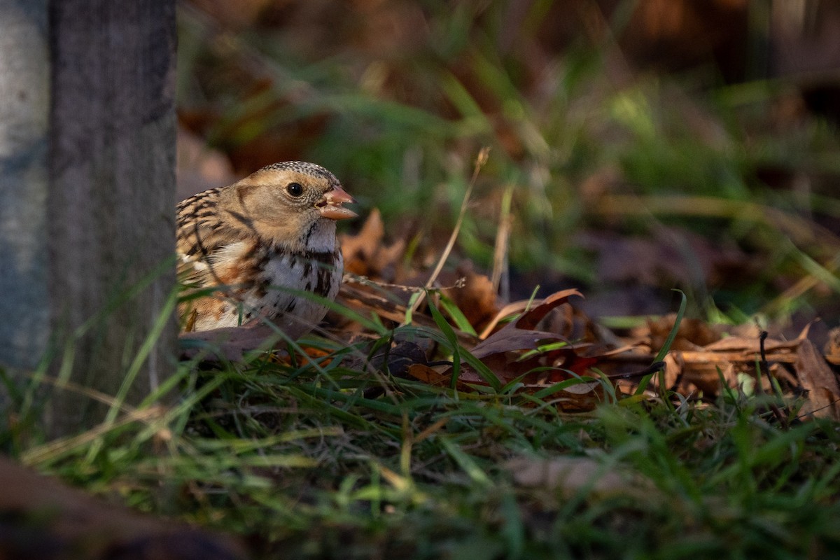 Harris's Sparrow - ML645821036