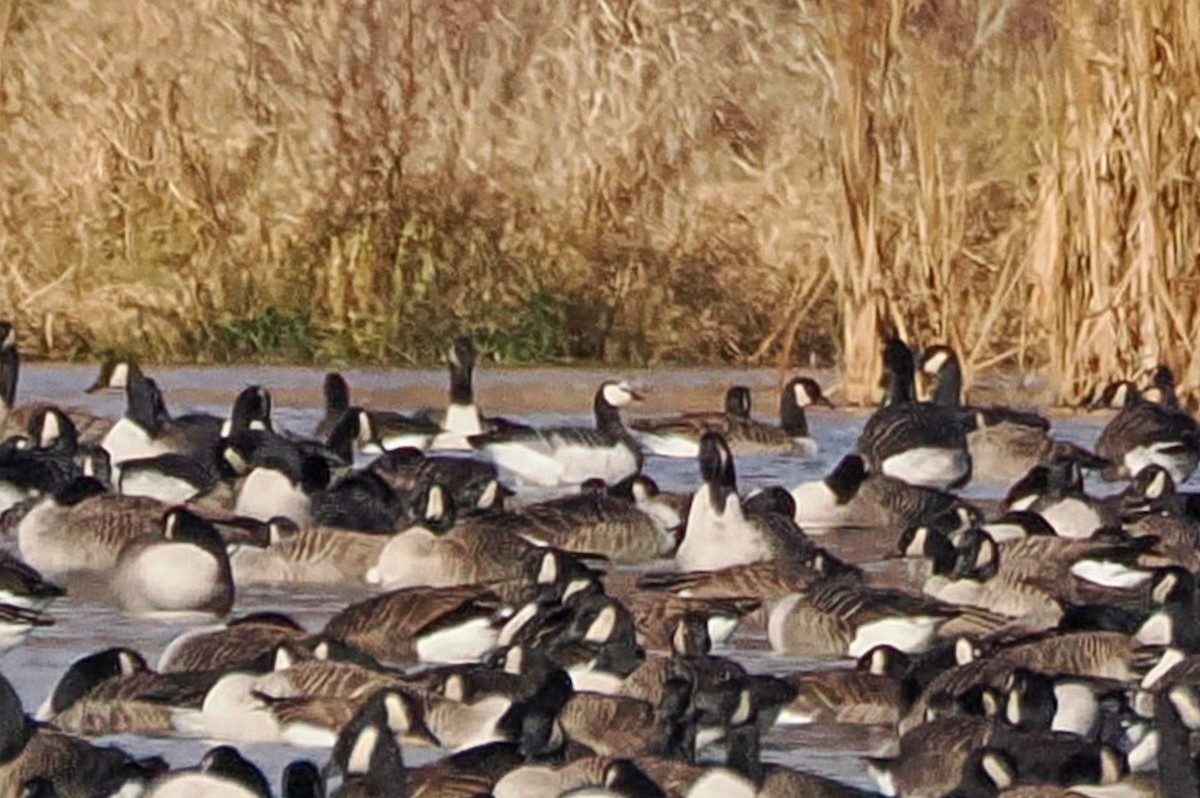 Barnacle Goose - ML645821037