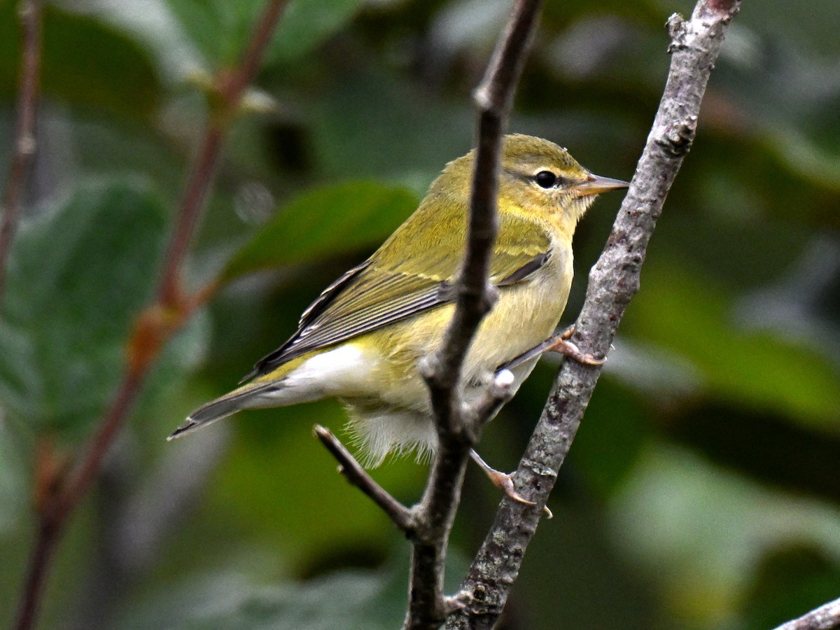 Tennesse Ötleğeni - ML645821038