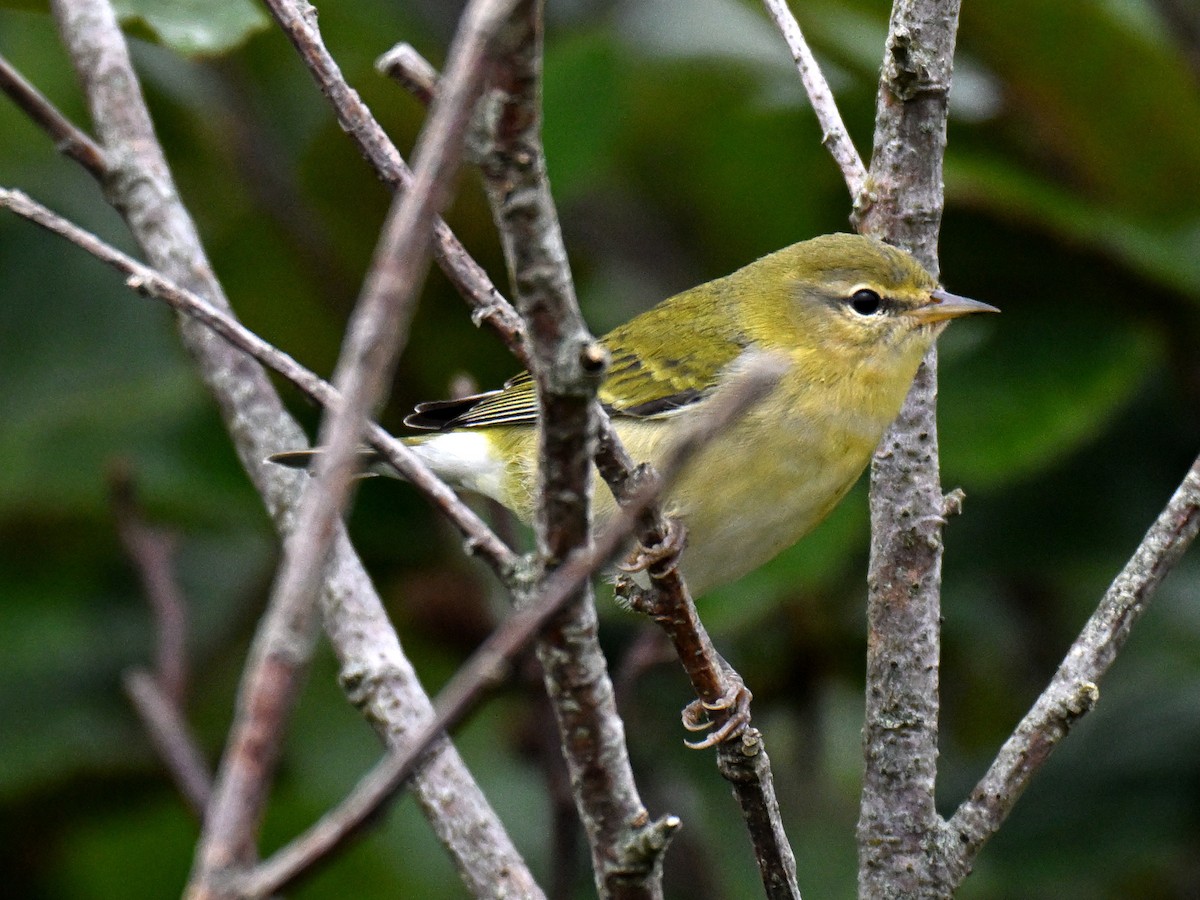 Tennesse Ötleğeni - ML645821039