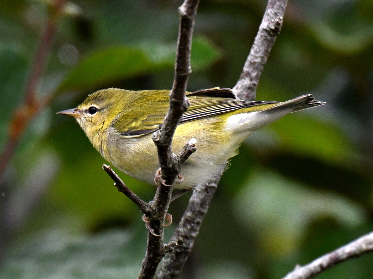 Tennesse Ötleğeni - ML645821040