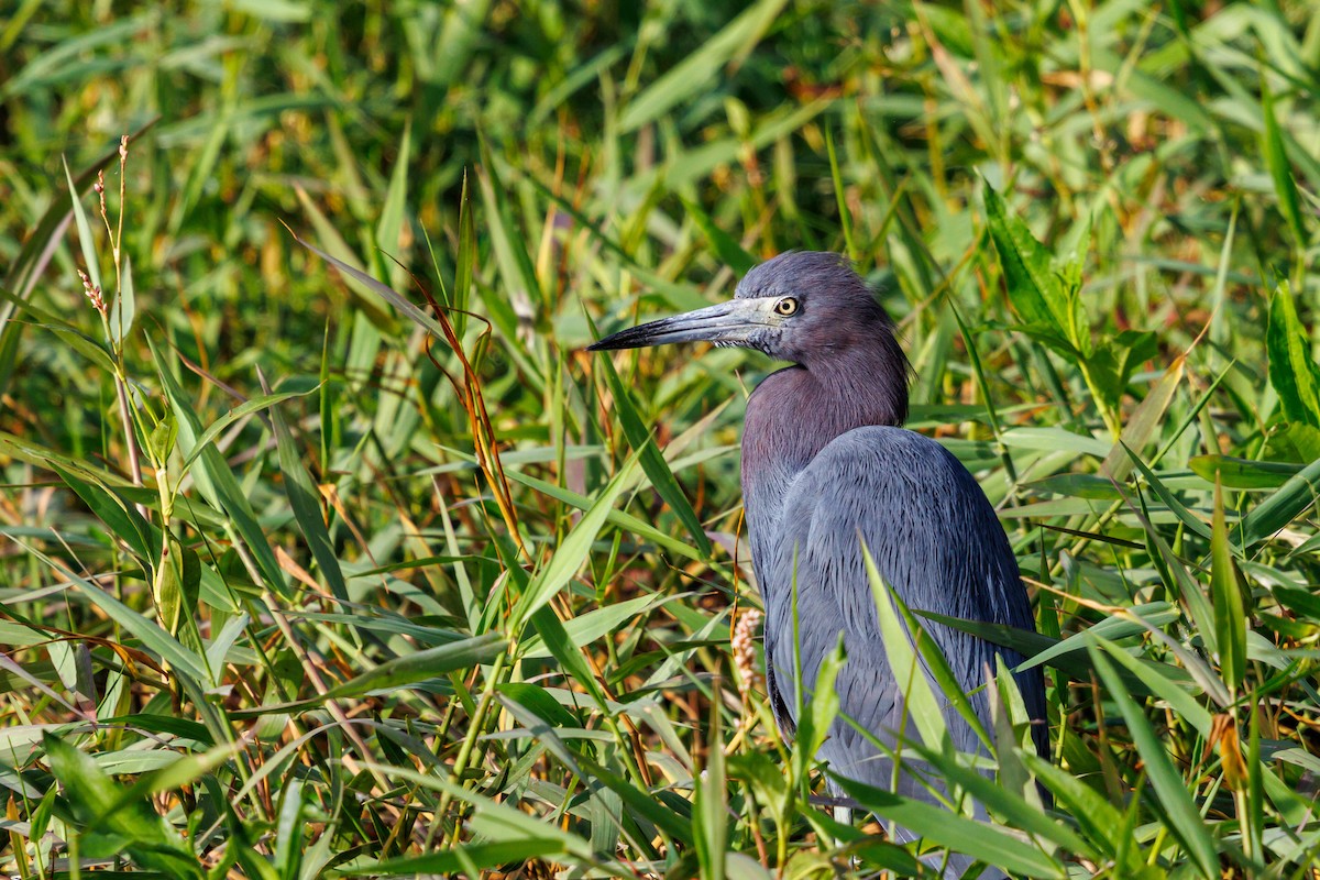 Little Blue Heron - ML645821041