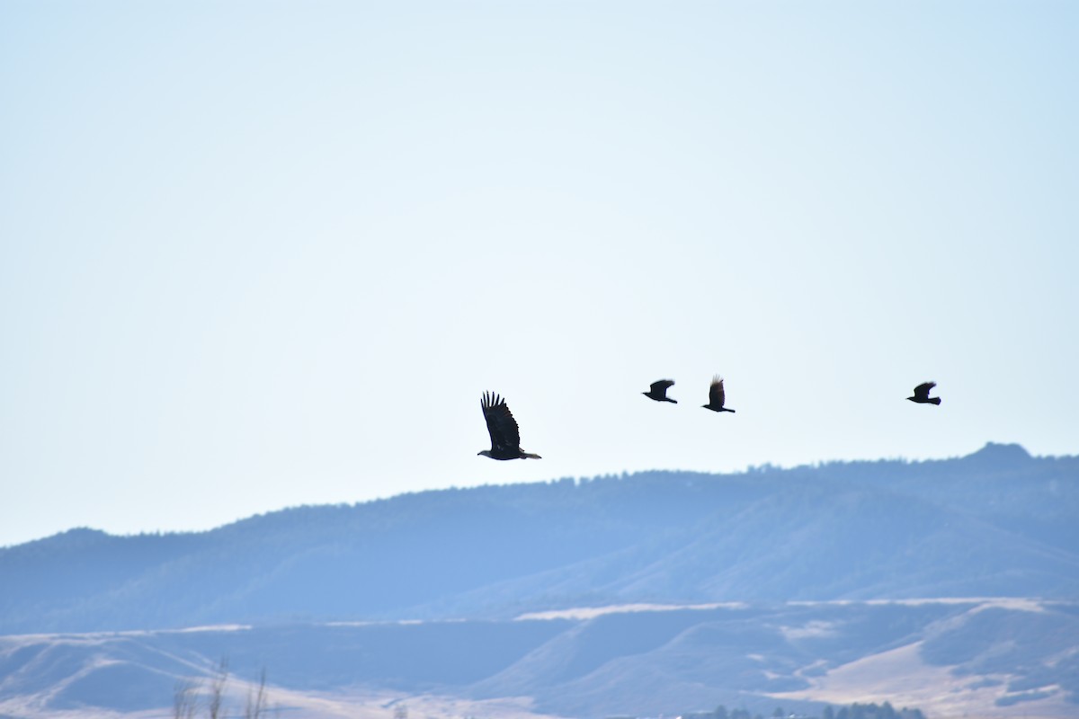 Bald Eagle - ML645821042