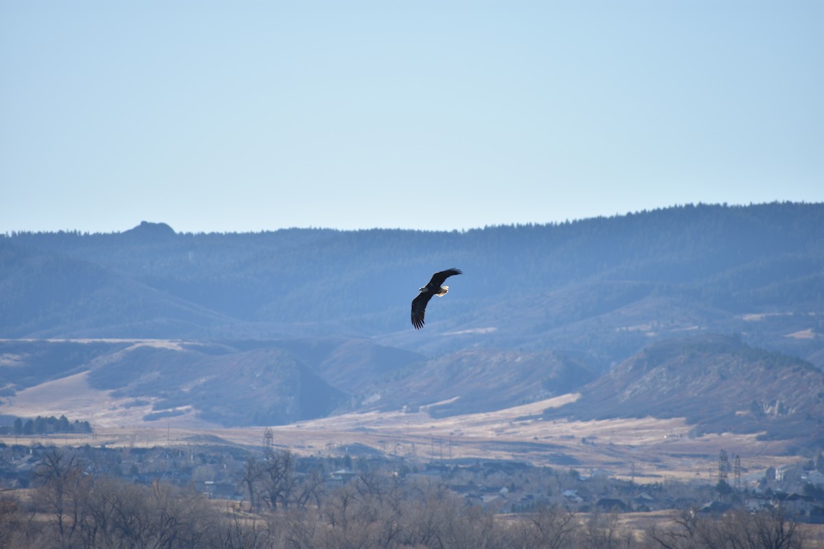 Bald Eagle - ML645821043