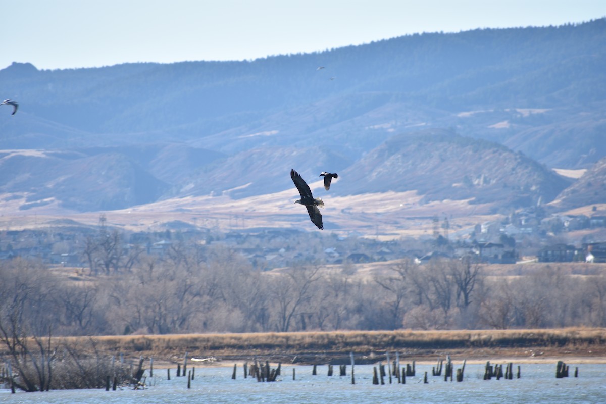 Bald Eagle - ML645821044