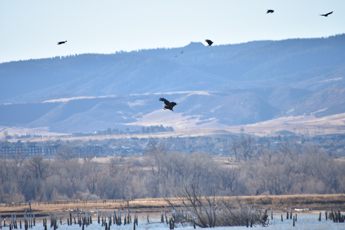 Bald Eagle - ML645821045