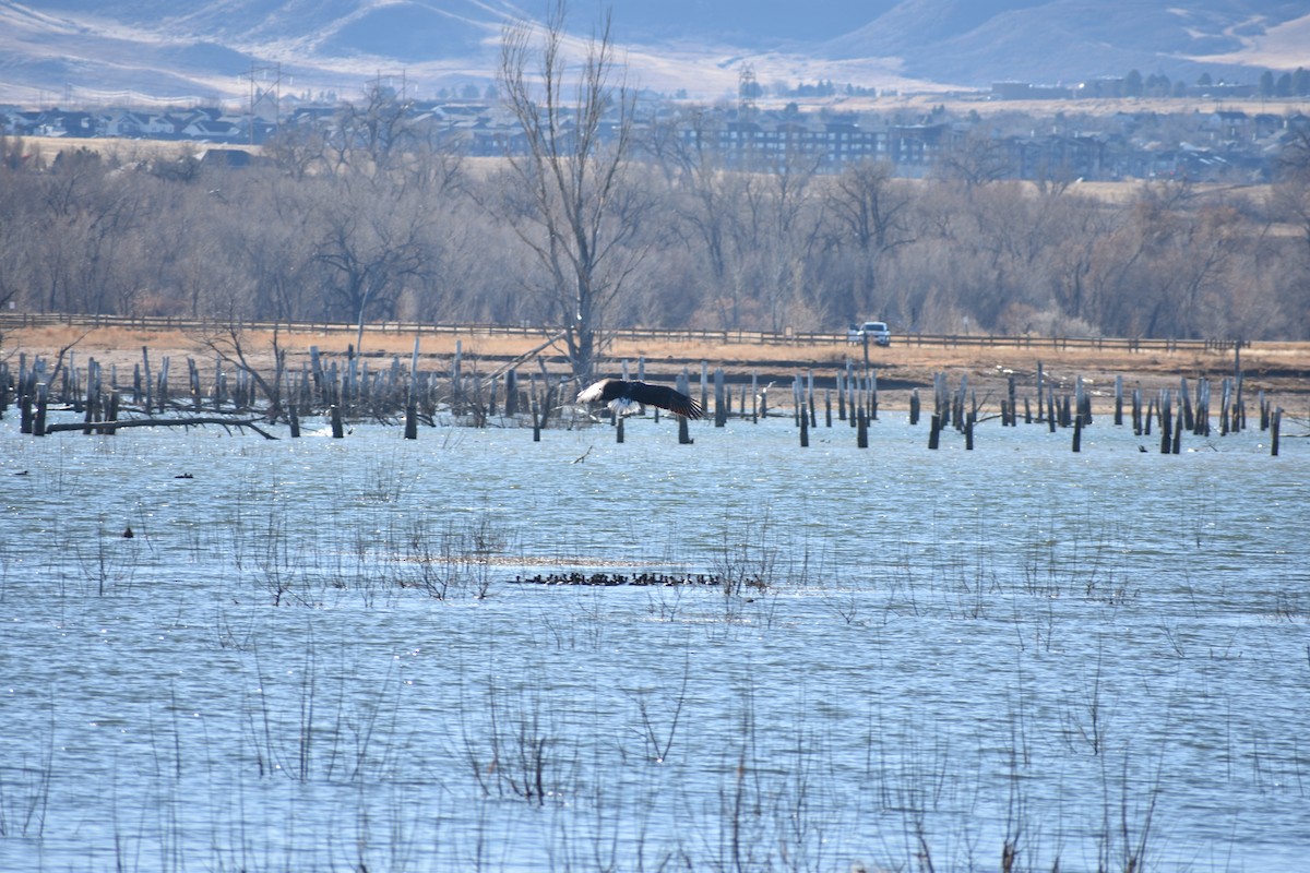 Bald Eagle - ML645821046