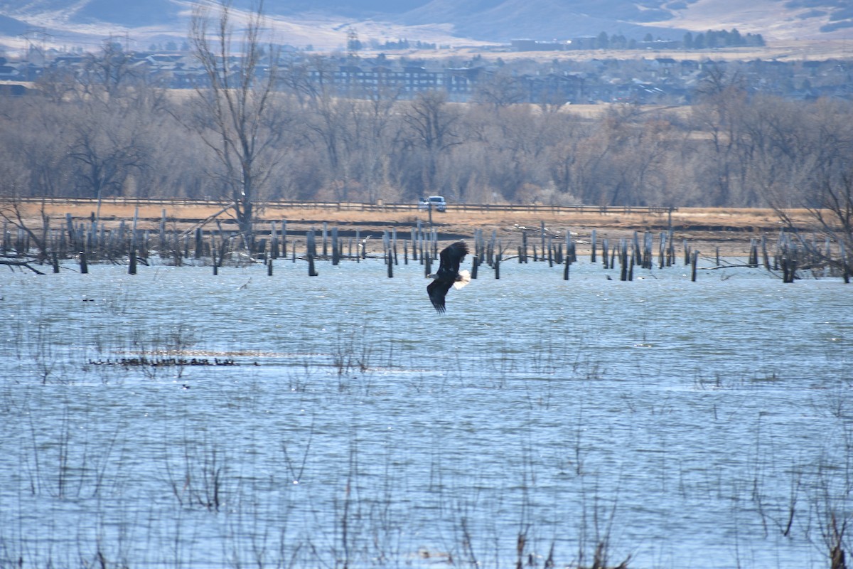 Bald Eagle - ML645821047