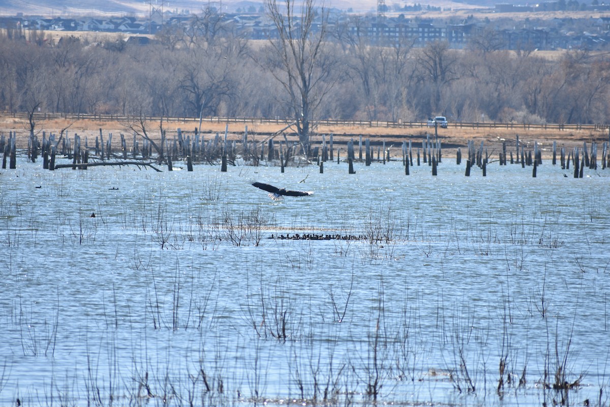 Bald Eagle - ML645821048