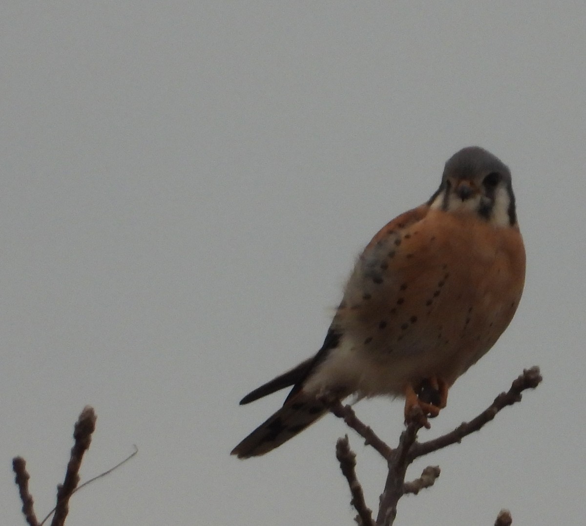 American Kestrel - ML645821049